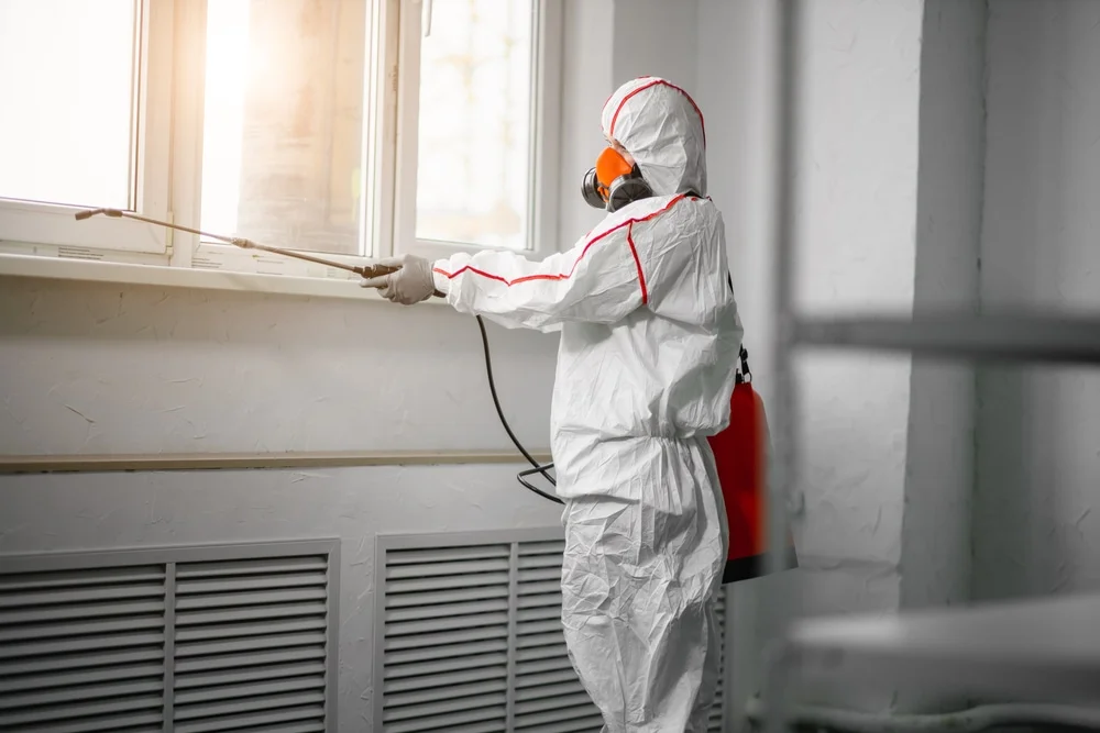 Professional mold remediation services in Gardnerville, NV